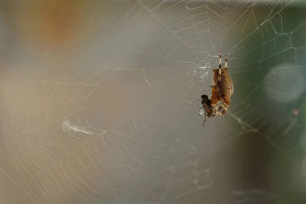 La araña en la telaraña atrapa la mosca y envuelve —  Fotos de Stock