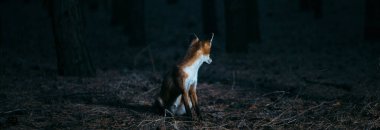 ağaçlar arasında ormanda tilki bulanık fotoğraf