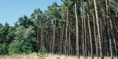 iğne yapraklı orman, uzun boylu genç çam ağaçları
