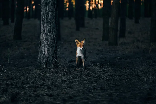 Räv i skogen bland träd, Foto med brus — Stockfoto