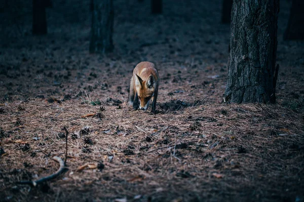 木々の間の森の中のキツネ、騒音と写真 — ストック写真