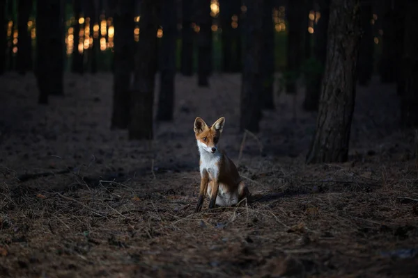 Zorro en el bosque entre los árboles, foto con ruido —  Fotos de Stock