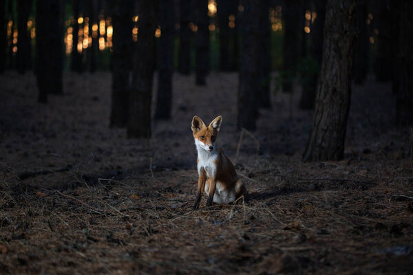 Fox in the woods among the trees. wild animal in the wild in evening in forest glade