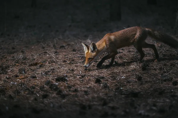 Raposa em bosques entre árvores, foto com ruído — Fotografia de Stock