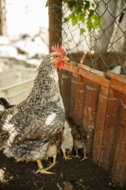 tavuk ile tavuk, tarım, kümes hayvanları yetiştiriciliği