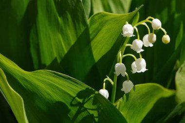ukrayna bahar çiçekleri, güneşli bir günde bitkilerin yakın çekim