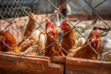 Kümes hayvanları, çitin arkasındaki tavuklar.