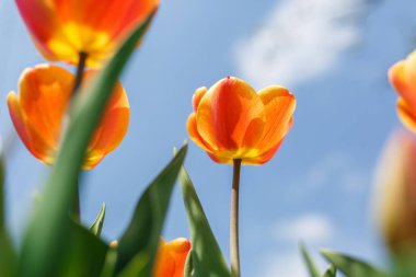 Ev bahçesindeki laleler. Yakın plan. bahar çiçekleri