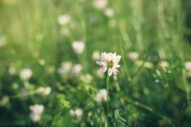 güneşli bir günde sahada yaz çim