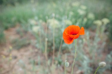 kırmızı haşhaş tarlası, kırmızı renk çiçekbahar çiçek