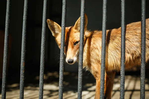우크라 이나 니콜라예프, 2018 년 8 월 5 일 . Fox in the zoo, the city zoo, Ukraine. — 스톡 사진