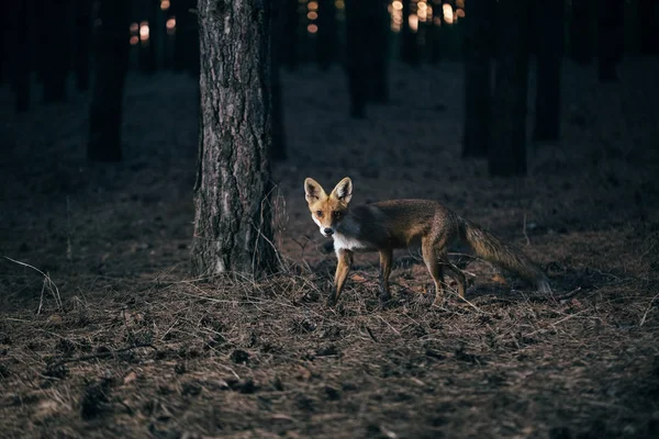 Volpe nel bosco tra gli alberi, foto con rumore — Foto Stock