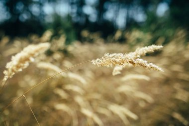 bulanık arka plan ile altın renk spikelets