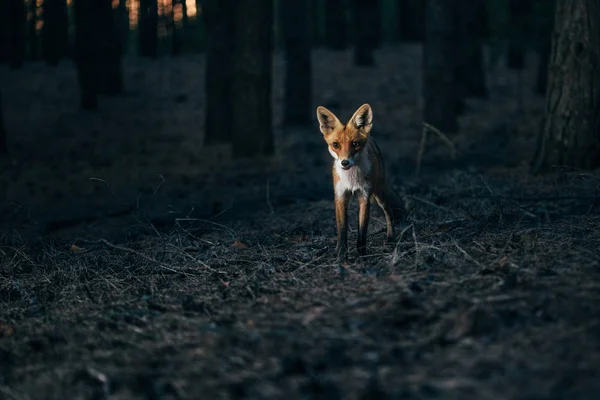 Fox in bossen tussen bomen, foto met ruis — Stockfoto