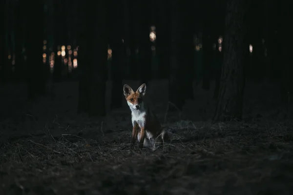 Zorro en el bosque entre los árboles, foto con ruido —  Fotos de Stock