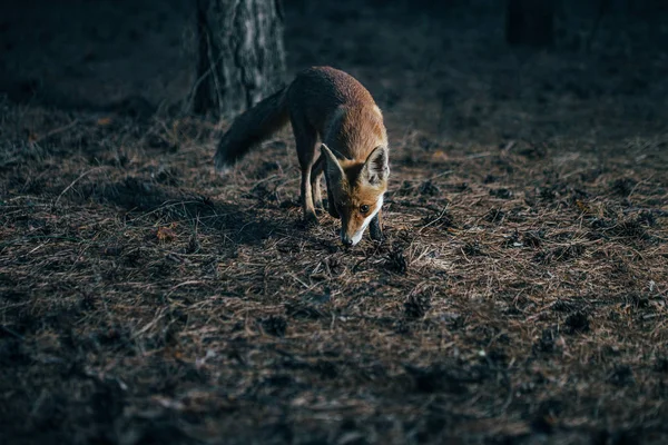 Αλεπού στο δάσος μεταξύ των δέντρων, φωτογραφία με θόρυβο — Φωτογραφία Αρχείου