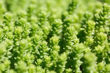 Büyük bir yayladan alınmış sulu ot ve yapraklar.