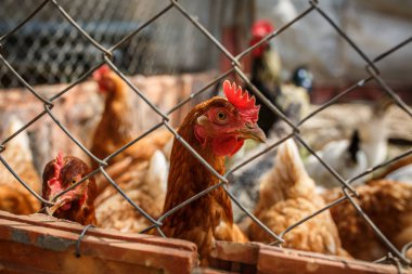 Kümes hayvanları, çitin arkasındaki tavuklar.