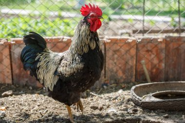 Kümes hayvanları çiftliğinde büyük bir horoz