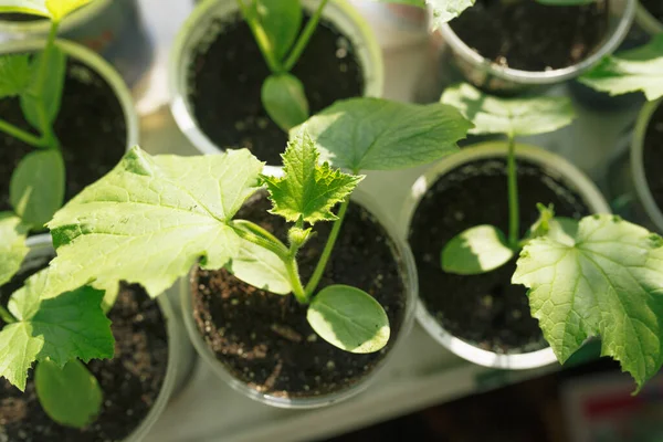 Seedlings of young plants on a window in a glass — Stock Photo, Image