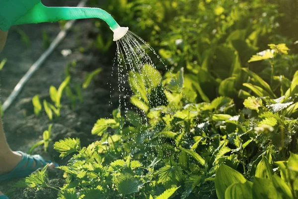 watering garden plants at home in the sun