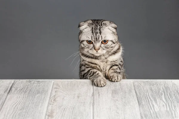 Katze blickt über grauen Holzhintergrund — Stockfoto
