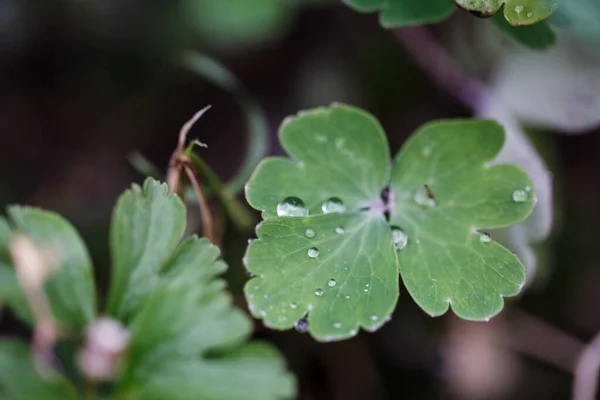 Gotas de rocío sobre hojas de plantas en el bosque — Foto de Stock