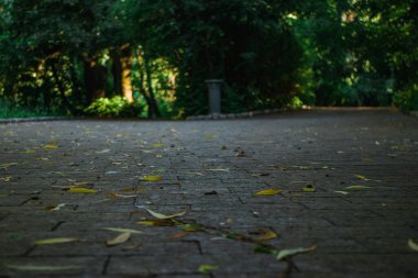 Güzel park yolu ve ağaçlar