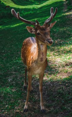 Geyik sana bakıyor.