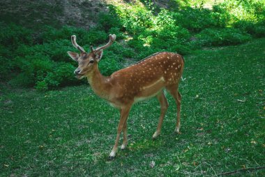 Ormandaki kırmızı geyik