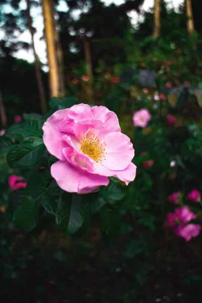 Różowy Kwiat Ogrodzie — Zdjęcie stockowe