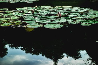 Duvara su damlaları