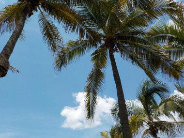 Acapulco sahilindeki palmiye ağacı mavi gökyüzünde Meksika. Palmera en Acapulco