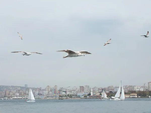 Gaviota Istanbul Gaviota Naturaleza Gaviota —  Fotos de Stock