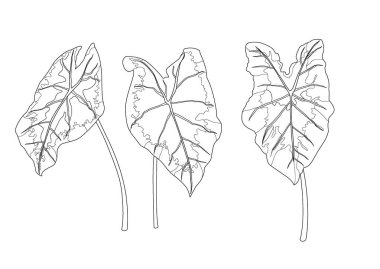 Beyaz arkaplan illüstrasyon vektörü üzerine çizilmiş iskelet bon Yaprakları