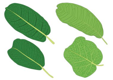 Yeşil, beyaz arkaplan illüstrasyon vektörü üzerinde izole edilmiş taze soyut bırakır