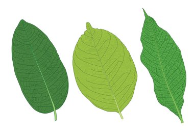 Yeşil, beyaz arkaplan illüstrasyon vektörü üzerinde izole edilmiş taze soyut bırakır