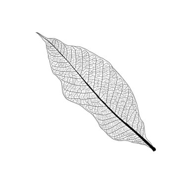 Çizgi tek yaprak ve yaprak deseni siyah beyaz arkaplan illüstrasyon vektörünü renklendirmek için getirir