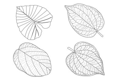 Çizgi tek yaprak ve yaprak deseni siyah beyaz arkaplan illüstrasyon vektörünü renklendirmek için getirir