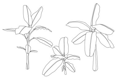 Beyaz arkaplan illüstrasyon vektörü üzerinde çizgi muz ağacı