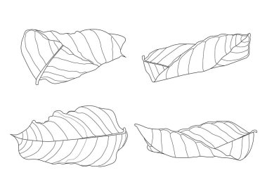 Beyaz arkaplan illüstrasyon vektöründe iskelet yaprakları kuru.