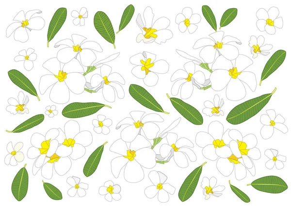 Frangipani Fiori Vicino Bella Plumeria Modello Disegno Sfondo Bianco Illustrazione — Foto Stock