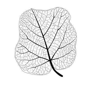 Çizgi tek yaprak ve yaprak deseni siyah beyaz arkaplan illüstrasyon vektörünü renklendirmek için getirir