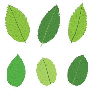 Yeşil, beyaz arkaplan illüstrasyon vektörü üzerinde izole edilmiş taze soyut bırakır