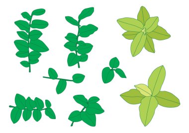 Yeşil, beyaz arkaplan illüstrasyon vektörü üzerinde izole edilmiş taze soyut bırakır