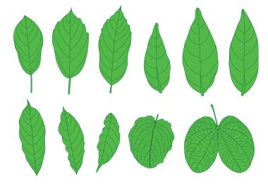 Yeşil, beyaz arkaplan illüstrasyon vektörü üzerinde izole edilmiş taze soyut bırakır