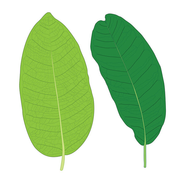 green Leaves fresh abstract isolated on white background illustration vector