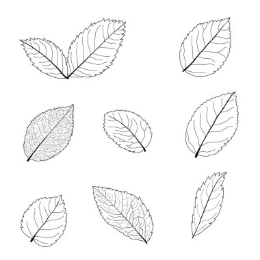Çizgi tek yaprak ve yaprak deseni siyah beyaz arkaplan illüstrasyon vektörünü renklendirmek için getirir