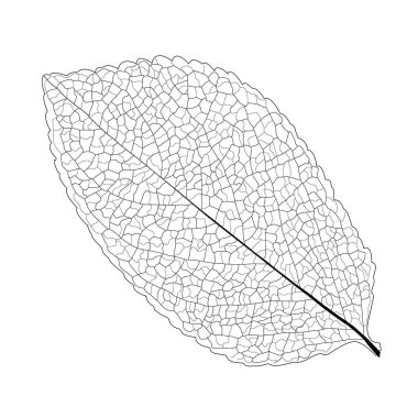 Çizgi tek yaprak ve yaprak deseni siyah beyaz arkaplan illüstrasyon vektörünü renklendirmek için getirir