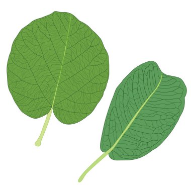 Yeşil, beyaz arkaplan illüstrasyon vektörü üzerinde izole edilmiş taze soyut bırakır